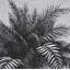 «Vintage Palm Tree Dessin I» par Les Palmiers, histoire, toile encadrée texturée-124211012