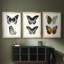 Papillons bleus antiques I - reproduction encadrée sur mesure de qualité supérieure mate - 3 pièces-701876154-701876157