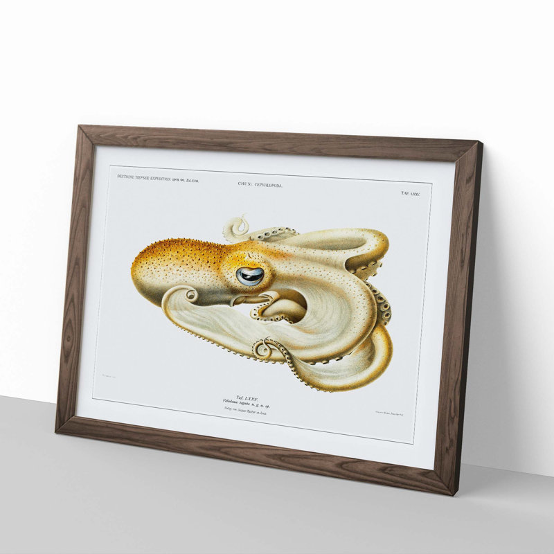 Velodona Octopus by Carl Chun - Picture Frame Painting Print, Walnut Framed, 27cm H x 36cm W x 2cm D