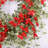 26" Eucalyptus Blossoms Cluster Floral Wreath for Front Door-1674117622