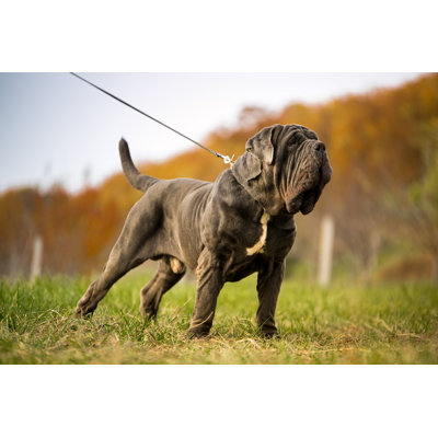 Neapolitan Mastiff - Wrapped Canvas Print