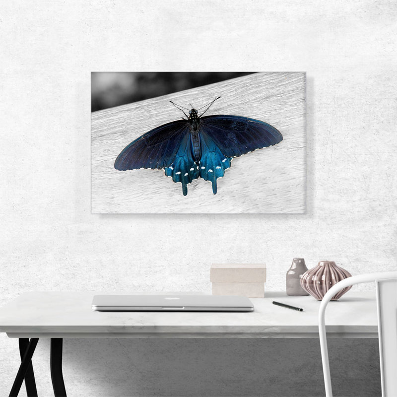 «Pipevine Swallowtail Butterfly», impression sur toile tendue, H 18 po x l 26 po x P 1,5 po