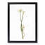 Wild Onion Flowers by Pierre-Joseph Redoute - Framed Print-55612242-55612243