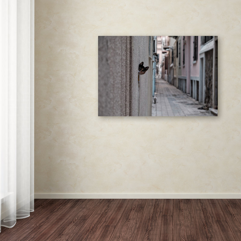 « dantel street cat », reproduction de photo sur toile tendue, H 12 po x l 19 po