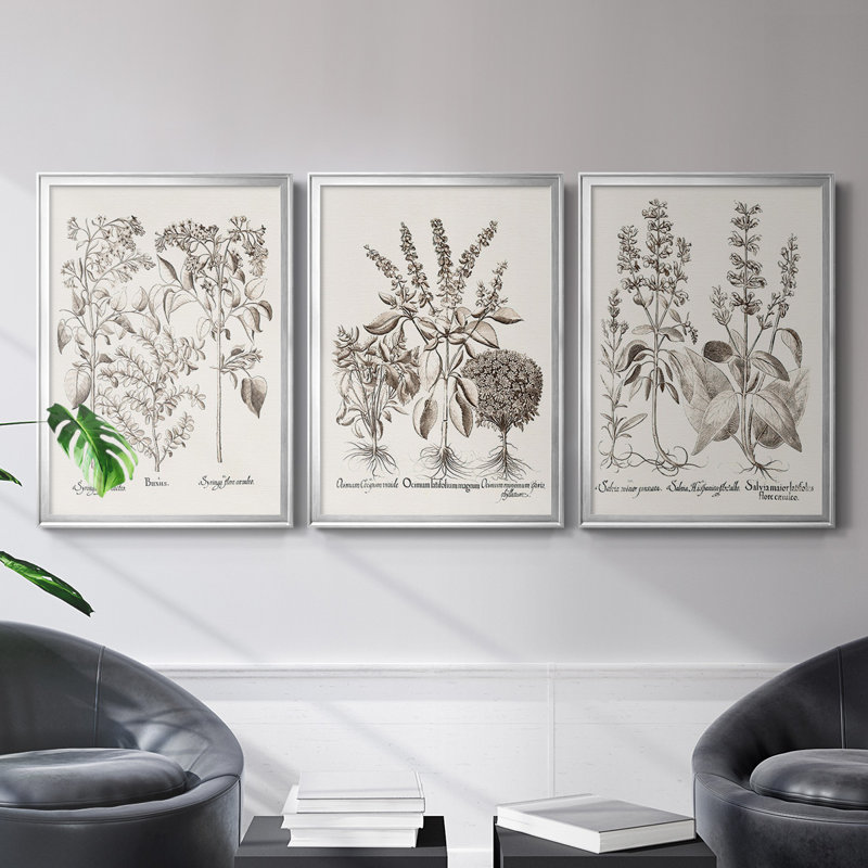 Toile encadrée de qualité supérieure sépia Besler Botanicals I - prête à être accrochée, H 30,5 po x l 45 po x P 2,5 po
