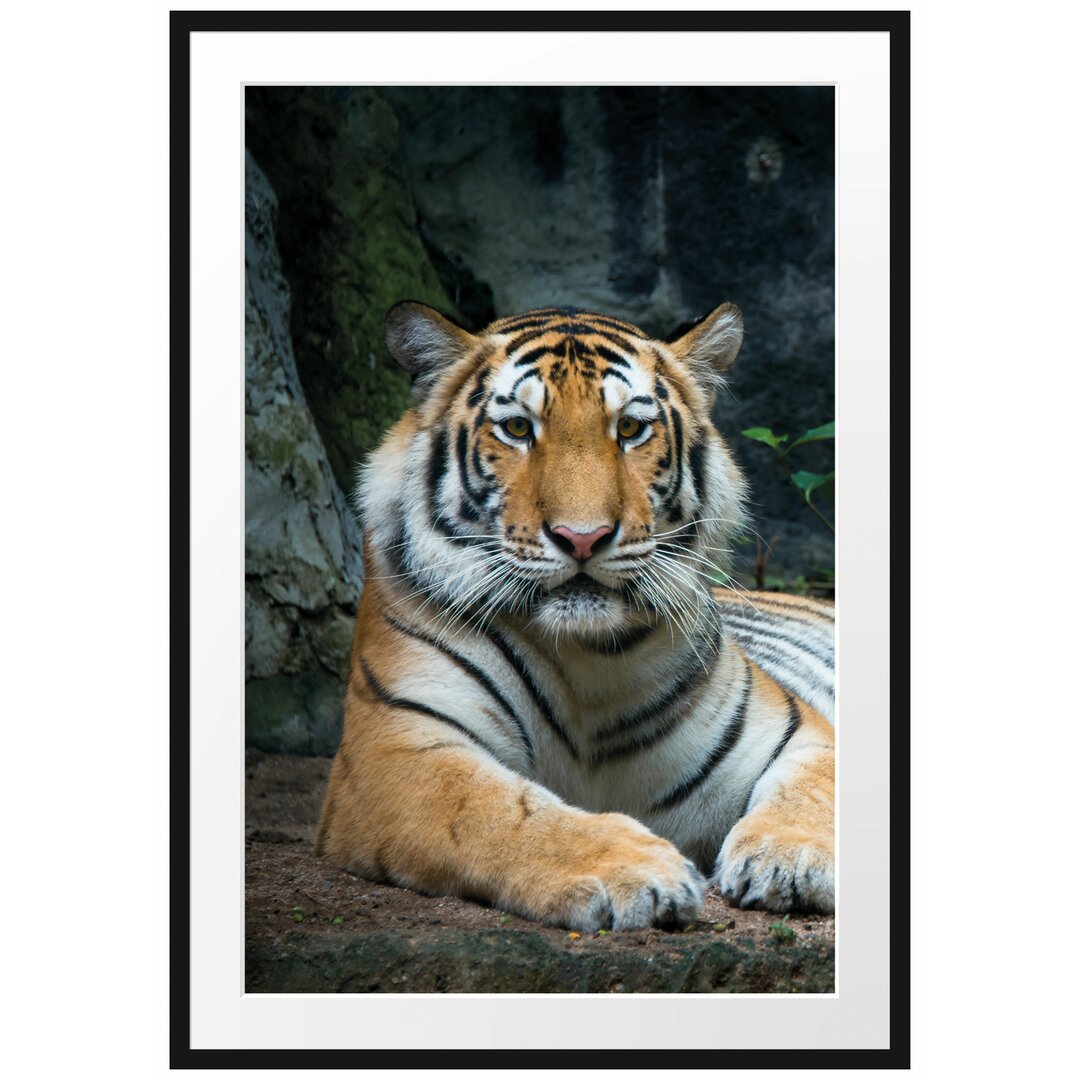 Gerahmtes Poster Liegender Tiger