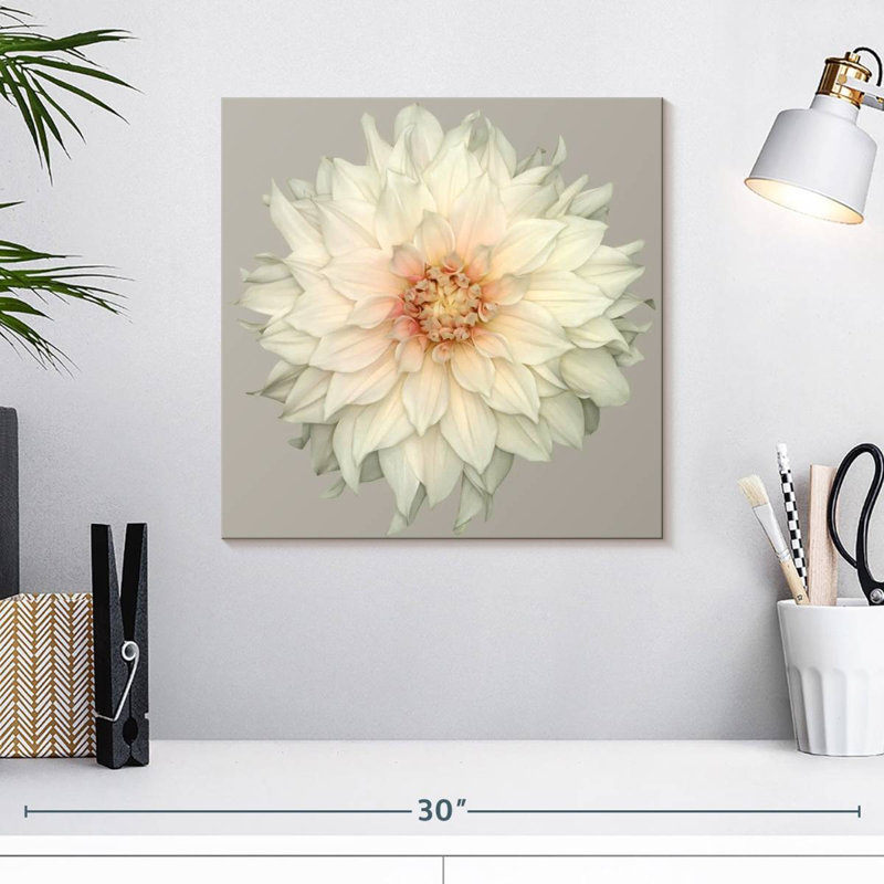 Dahlia Harnek en fleurs, H 16 po x l 16 po
