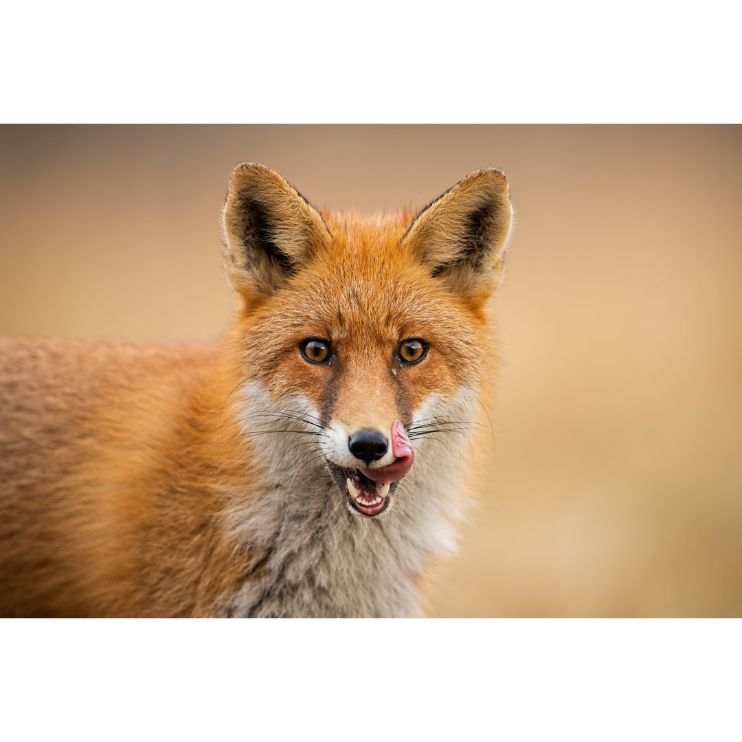 Fotografie auf Leinwand Kopf eines Rotfuchses, Vulpes Vulpes, schaut direkt in die Kamera und leckt sich die Lippen von ...