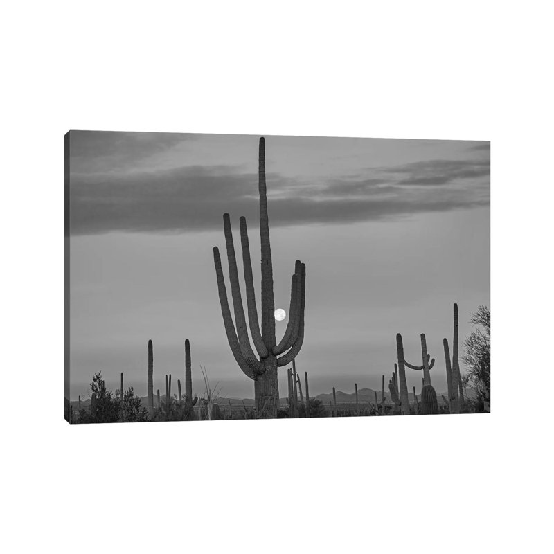 Saguaro Cacti and Moon, Saguaro National Park,  Arizona 1 Piece Wrapped Canvas Wall Art, 101.6 cm H x 66.04 cm W x 1.91 cm D