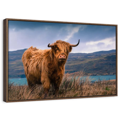 Grande vache Highland