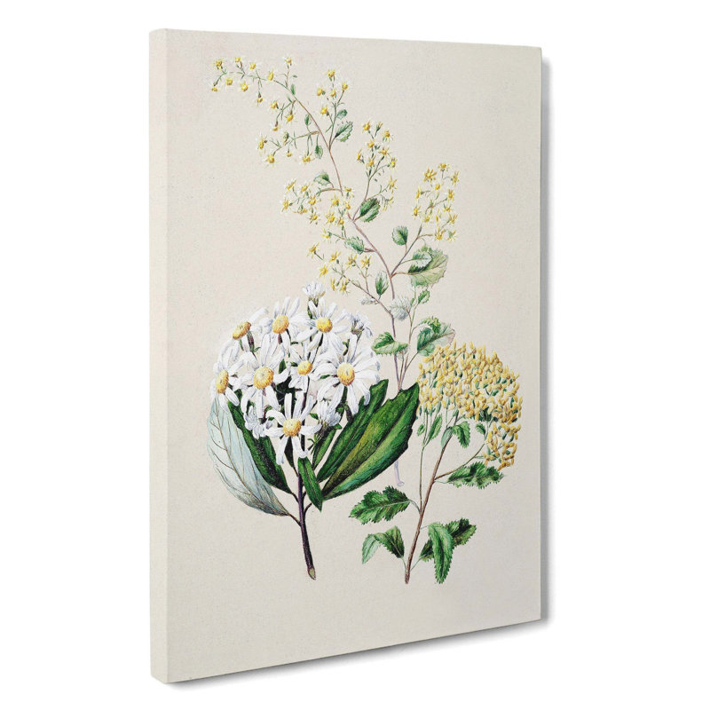 Senecio Flowers by Sarah Featon - Wrapped Canvas Painting, 60cm H x 40cm W x 3cm D