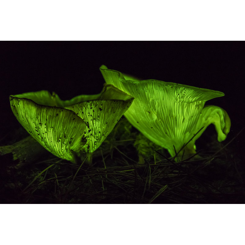 Ghost Mushrooms - Wrapped Canvas Print, 30cm H x 46cm W