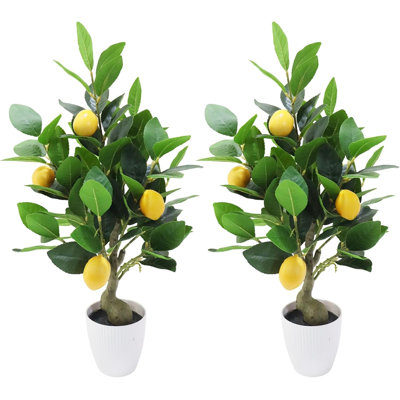 50cm Plant