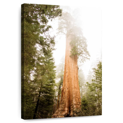 Sequoia Redwood Tree