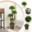 35,5 plante