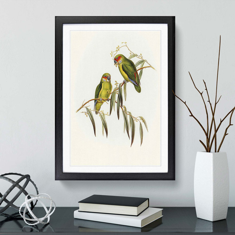 Coxen's Parakeets by Elizabeth Gould - Picture Frame Painting Print, Black Framed, 36cm H x 27cm W x 2cm D