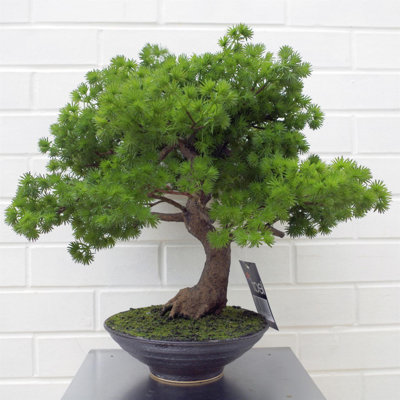 50cm Faux Plant in Ceramic Pot