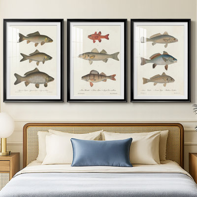 Species of Antique Fish I  -Custom Framed  Premium Print W Matt - 3 Pieces