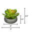Jardinière avec succulent Echeveria artificielle-1784032528-1784039847