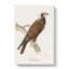 Marsh Harrier by Von Wright - Wrapped Canvas Print-55313145