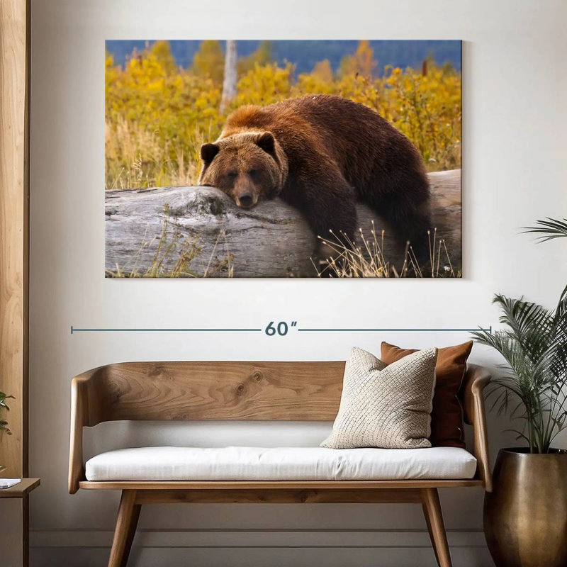 Ours grizzly au repos Brampt, H 34 po x l 51 po