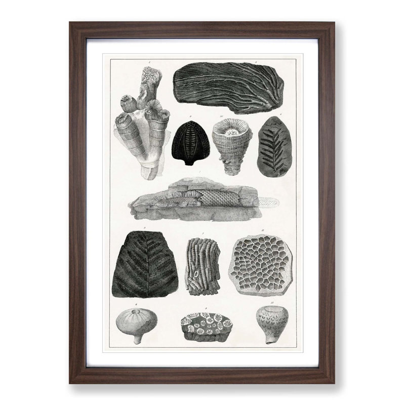 Collection of Fossils by Oliver Goldsmith - Picture Frame Drawing Print on MDF, Walnut Framed, 65cm H x 48cm W x 2cm D