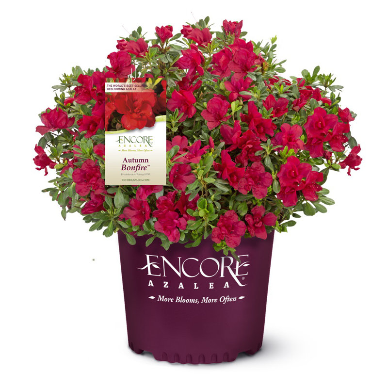 1 Gallon Autumn Bonfire Encore Azalea - Re-Blooming Evergreen Shrub with Red Blooms