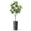 Arbre artificiel dans un pot à fleurs texturé blanc minimaliste moderne-104351679