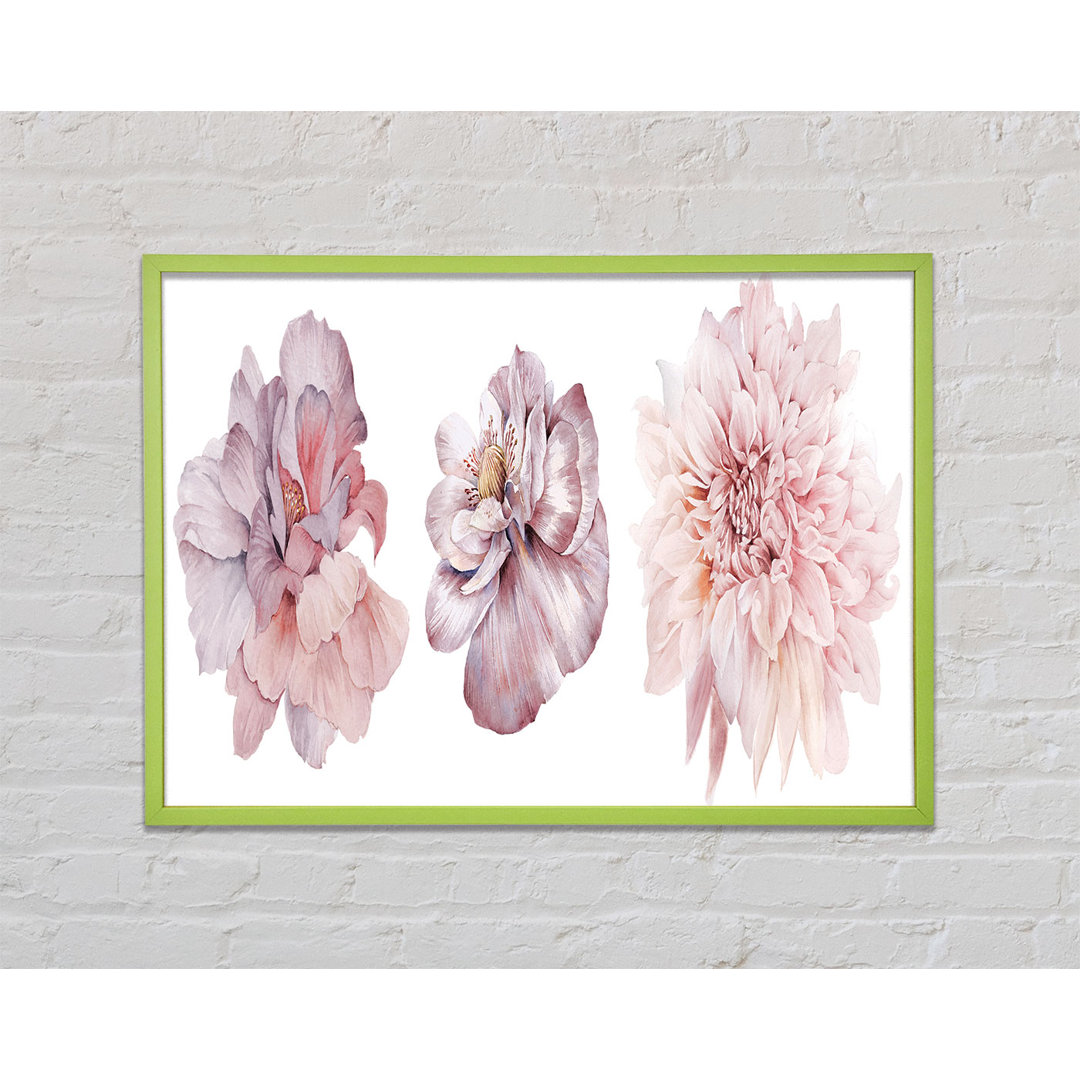 Mundubbera Three Pink Flower Beauty - Einzelner Bilderrahmen Kunstdrucke