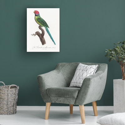 Bolog " Levaillant Parrot VIII " by Francois Levaillant on