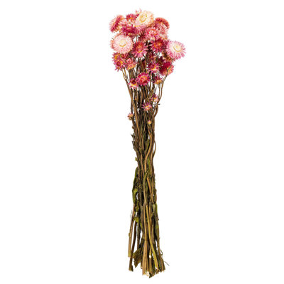 Vickerman 20" Dried Natural Autumn Straw Flower Helichrysum Bunch, 3 oz. This is a natural product, dimensions and color may vary plant to plant.