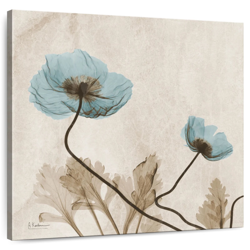 Radiographie du coquelicot bleu Harnek