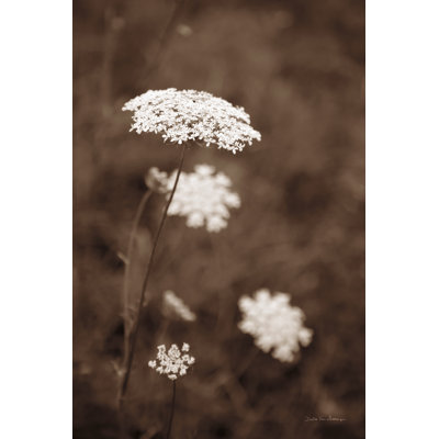 Impression sur toile «Queen Annes Lace I» par Debra Van Swearingen
