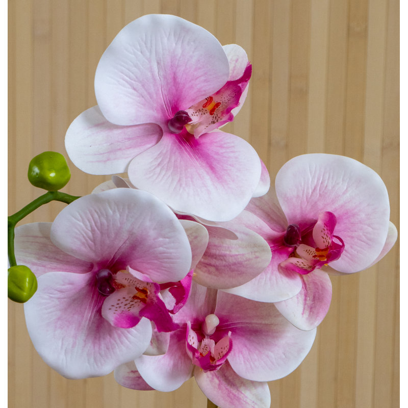Orchid Arrangement in Pot