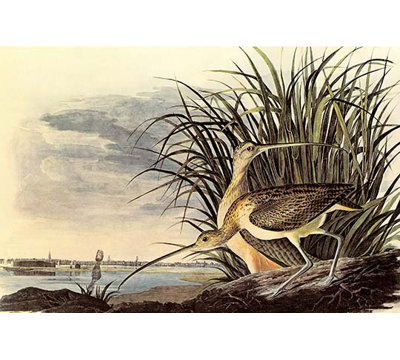 « curlew long-billed » par john james audubon, impression