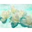 Nympheas by Kelly Parr - Wrapped Canvas Print-94509841