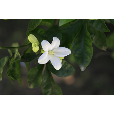 Citronnier par Zelg