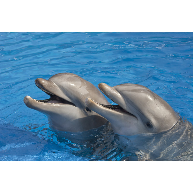 Happy Dolphins, 51cm H x 76cm W
