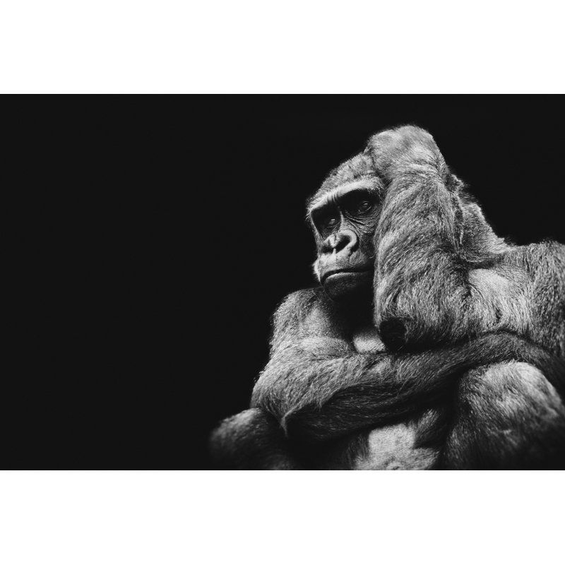 Monochrome Graphic Of A Gorilla In Thought - Wrapped Canvas Print, 30cm H x 46cm W x 3.8cm D