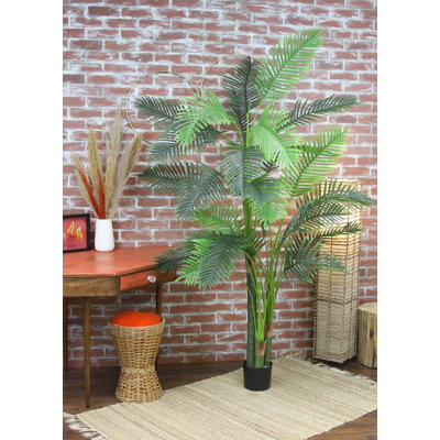 Palmier 78 "Paradise