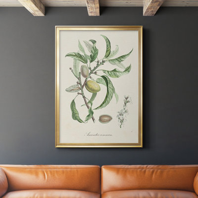 " Antique Almond Botanical IV "