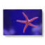 Pink Starfish - Wrapped Canvas-55325326