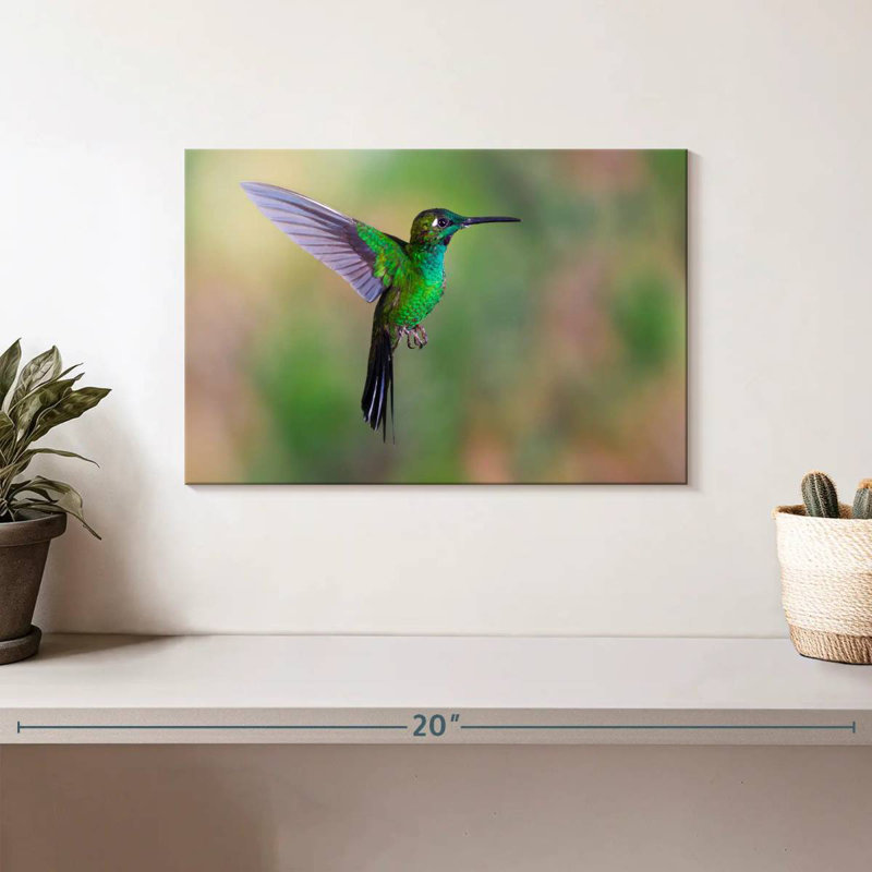 Green Fronted Hummingbird, 8" H x 12" W