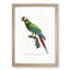 Great Military Macaw Parrot by F. Levaillant - Picture Frame Painting Print-55575406-55575407