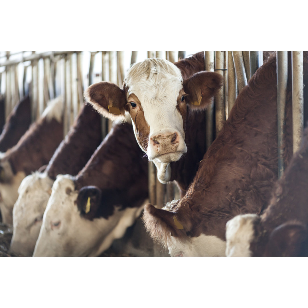 Simmental Cow Looking by 123ducu - Kunstdrucke auf Leinwand ohne Rahmen