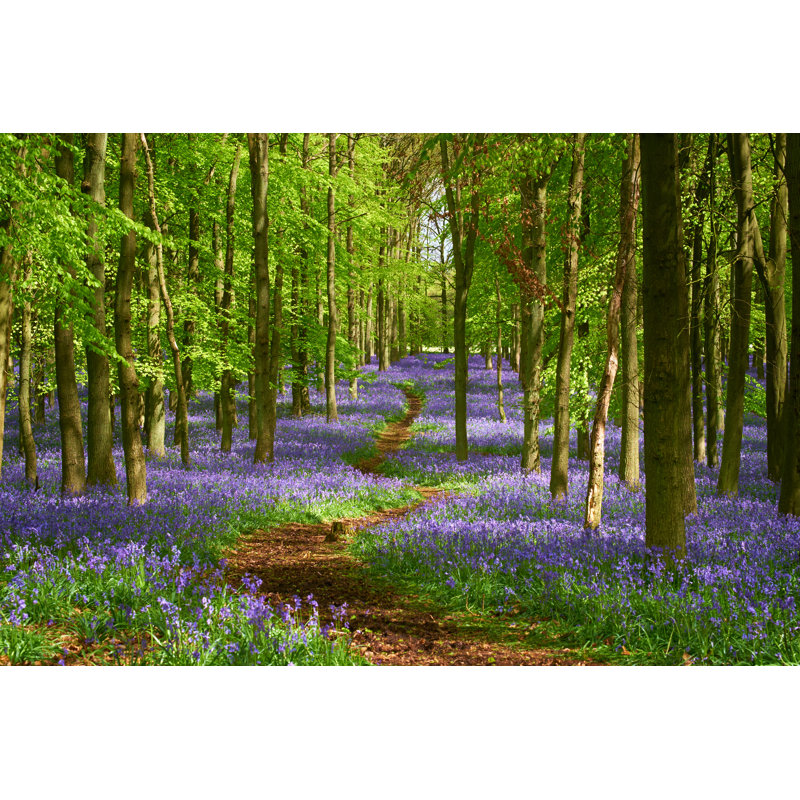 Le bois Bluebell au printemps par Simonbradfield, H 20 po x l 30 po