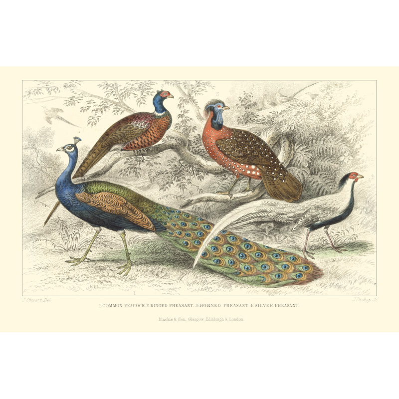 Peacock & Pheasants - Wrapped Canvas Painting, 61cm H x 91cm W