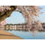 Cherry Blossoms Over MLK Monument Print by Steven Heap-65859001-65793850