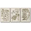 Journal botanique sépia I 3 pièces-91891420-91891419