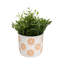 Sagebrook Home 6" Flower Power Planter, Black/White-1888640658